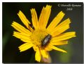 Anthaxia (Melanthaxia) quadripunctata